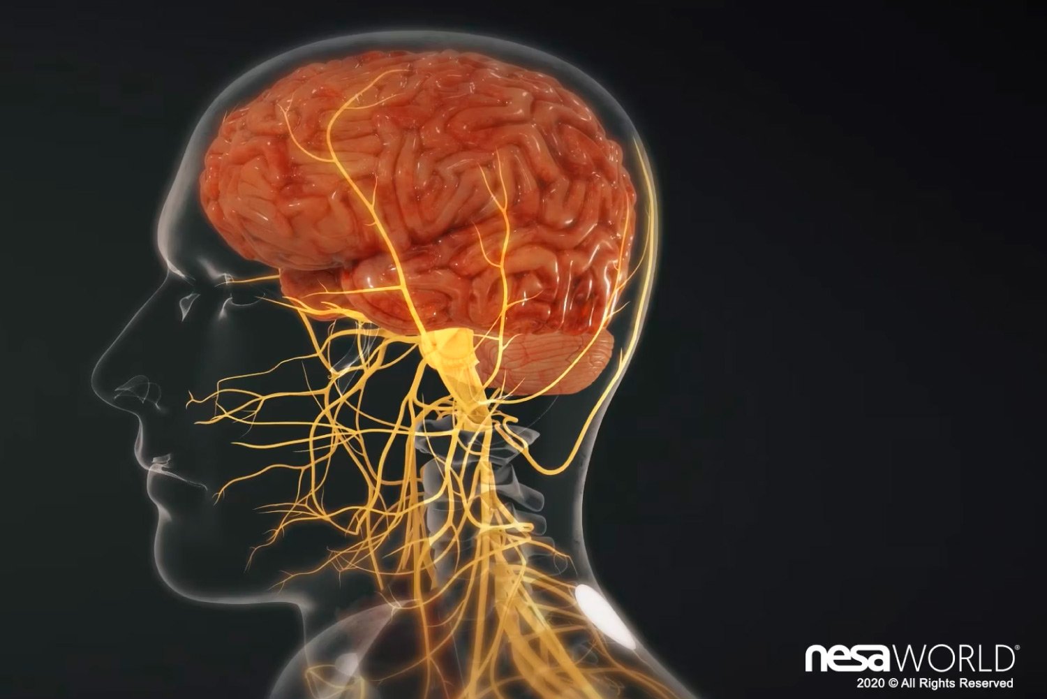 Dispositivo de neuromodelacion nesa - EtioSalud